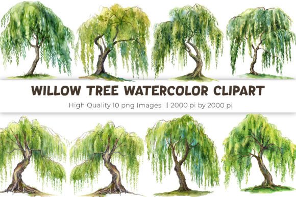 Download Willow Tree Watercolor Clipart - Color Collection