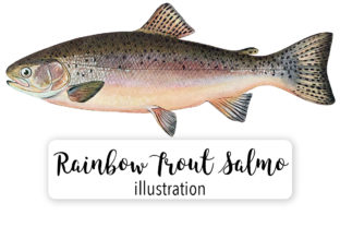 Download Adult Male Rainbow Trout Salmo Irideus Watercolor - Color Collection